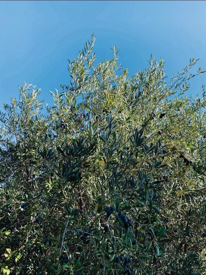 Cortijo Cantalobos Ferienhaus Almuñécar